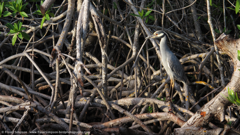 Yellow-crowned Night-Heron (Nyctanassa violacea), Summerland Key � Fraser Simpson